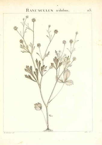 Reproducción/Reproduction 7456027756: Flora Atlantica, sive, Historia plantarum quae in Atlante, agro Tunetano et Algeriensi crescunt /. Parisiis :Apud Blanchon,1800.