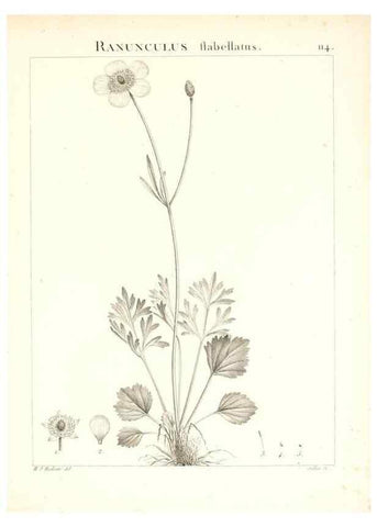 Reproducción/Reproduction 7456028548: Flora Atlantica, sive, Historia plantarum quae in Atlante, agro Tunetano et Algeriensi crescunt /. Parisiis :Apud Blanchon,1800.