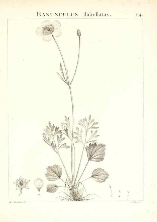 Reproducción/Reproduction 7456028548: Flora Atlantica, sive, Historia plantarum quae in Atlante, agro Tunetano et Algeriensi crescunt /. Parisiis :Apud Blanchon,1800.