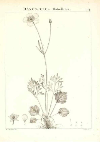 Reproducción/Reproduction 7456028548: Flora Atlantica, sive, Historia plantarum quae in Atlante, agro Tunetano et Algeriensi crescunt /. Parisiis :Apud Blanchon,1800.