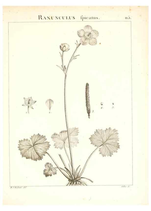 Reproducción/Reproduction 7456029224: Flora Atlantica, sive, Historia plantarum quae in Atlante, agro Tunetano et Algeriensi crescunt /. Parisiis :Apud Blanchon,1800.