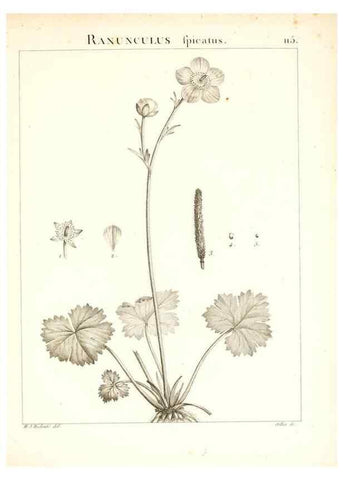 Reproducción/Reproduction 7456029224: Flora Atlantica, sive, Historia plantarum quae in Atlante, agro Tunetano et Algeriensi crescunt /. Parisiis :Apud Blanchon,1800.