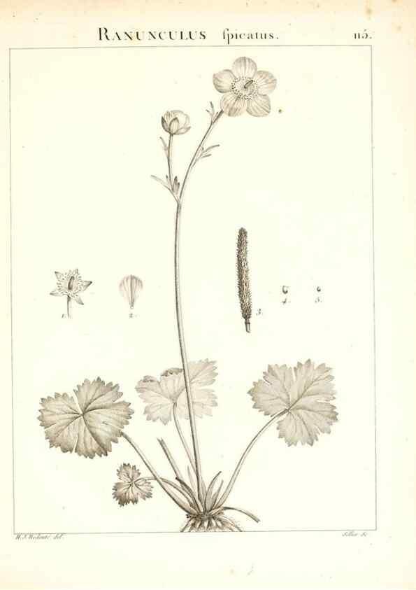 Reproducción/Reproduction 7456029224: Flora Atlantica, sive, Historia plantarum quae in Atlante, agro Tunetano et Algeriensi crescunt /. Parisiis :Apud Blanchon,1800.