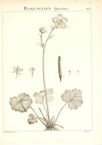 Reproducción/Reproduction 7456029224: Flora Atlantica, sive, Historia plantarum quae in Atlante, agro Tunetano et Algeriensi crescunt /. Parisiis :Apud Blanchon,1800.
