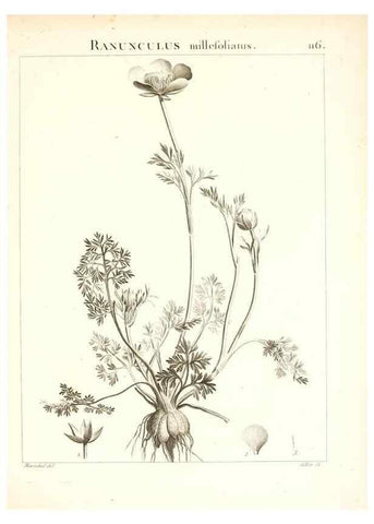 Reproducción/Reproduction 7456029882: Flora Atlantica, sive, Historia plantarum quae in Atlante, agro Tunetano et Algeriensi crescunt /. Parisiis :Apud Blanchon,1800.