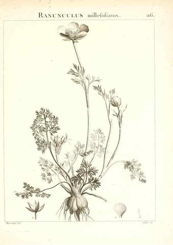Reproducción/Reproduction 7456029882: Flora Atlantica, sive, Historia plantarum quae in Atlante, agro Tunetano et Algeriensi crescunt /. Parisiis :Apud Blanchon,1800.