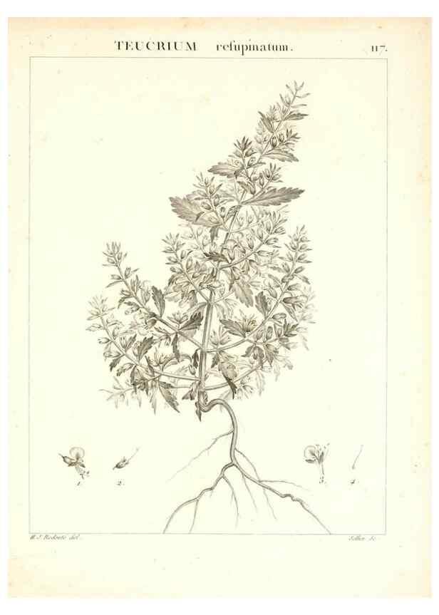 Reproducción/Reproduction 7456030704: Flora Atlantica, sive, Historia plantarum quae in Atlante, agro Tunetano et Algeriensi crescunt /. Parisiis :Apud Blanchon,1800.