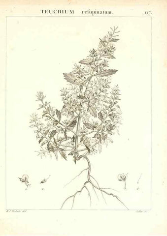 Reproducción/Reproduction 7456030704: Flora Atlantica, sive, Historia plantarum quae in Atlante, agro Tunetano et Algeriensi crescunt /. Parisiis :Apud Blanchon,1800.