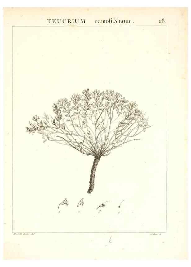 Reproducción/Reproduction 7456031942: Flora Atlantica, sive, Historia plantarum quae in Atlante, agro Tunetano et Algeriensi crescunt /. Parisiis :Apud Blanchon,1800.
