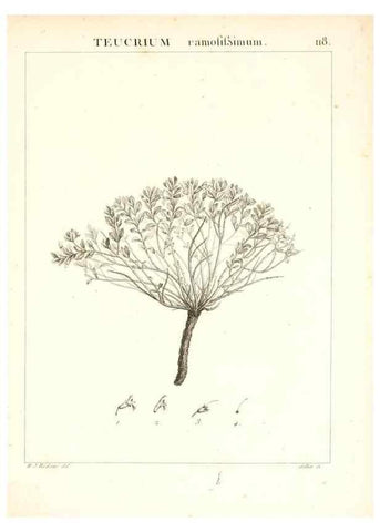 Reproducción/Reproduction 7456031942: Flora Atlantica, sive, Historia plantarum quae in Atlante, agro Tunetano et Algeriensi crescunt /. Parisiis :Apud Blanchon,1800.