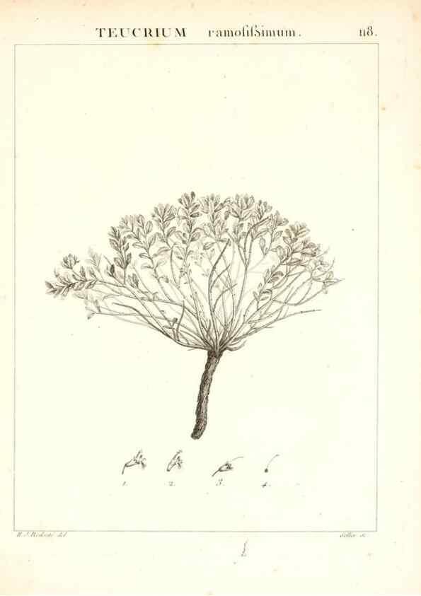 Reproducción/Reproduction 7456031942: Flora Atlantica, sive, Historia plantarum quae in Atlante, agro Tunetano et Algeriensi crescunt /. Parisiis :Apud Blanchon,1800.