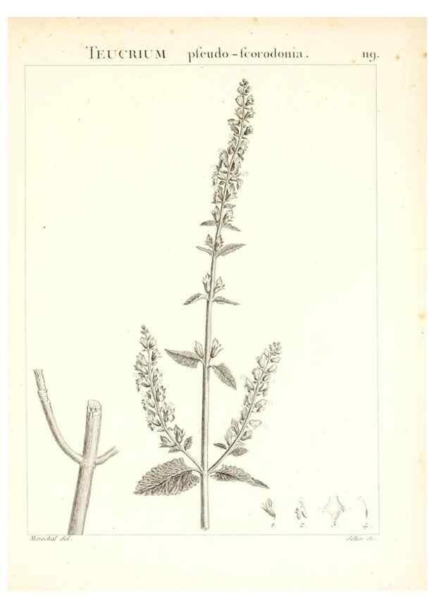 Reproducción/Reproduction 7456032606: Flora Atlantica, sive, Historia plantarum quae in Atlante, agro Tunetano et Algeriensi crescunt /. Parisiis :Apud Blanchon,1800.