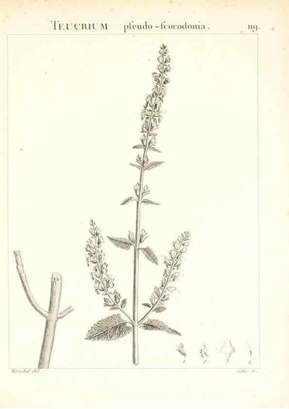 Reproducción/Reproduction 7456032606: Flora Atlantica, sive, Historia plantarum quae in Atlante, agro Tunetano et Algeriensi crescunt /. Parisiis :Apud Blanchon,1800.