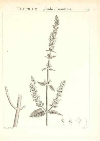 Reproducción/Reproduction 7456032606: Flora Atlantica, sive, Historia plantarum quae in Atlante, agro Tunetano et Algeriensi crescunt /. Parisiis :Apud Blanchon,1800.