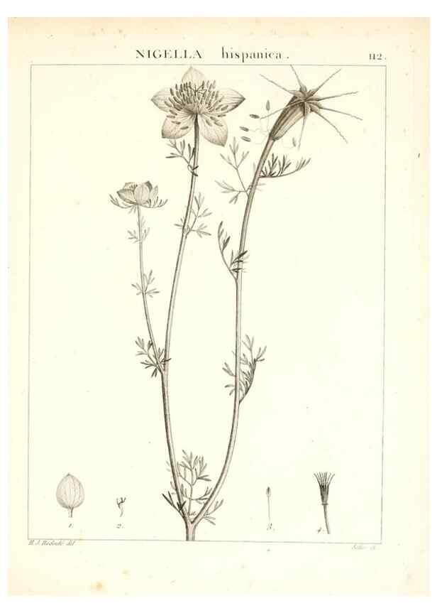 Reproducción/Reproduction 7456027068: Flora Atlantica, sive, Historia plantarum quae in Atlante, agro Tunetano et Algeriensi crescunt /. Parisiis :Apud Blanchon,1800.