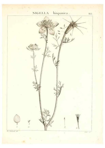 Reproducción/Reproduction 7456027068: Flora Atlantica, sive, Historia plantarum quae in Atlante, agro Tunetano et Algeriensi crescunt /. Parisiis :Apud Blanchon,1800.