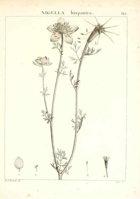 Reproducción/Reproduction 7456027068: Flora Atlantica, sive, Historia plantarum quae in Atlante, agro Tunetano et Algeriensi crescunt /. Parisiis :Apud Blanchon,1800.