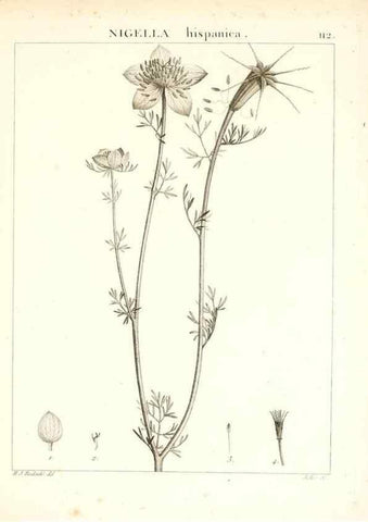 Reproducción/Reproduction 7456027068: Flora Atlantica, sive, Historia plantarum quae in Atlante, agro Tunetano et Algeriensi crescunt /. Parisiis :Apud Blanchon,1800.