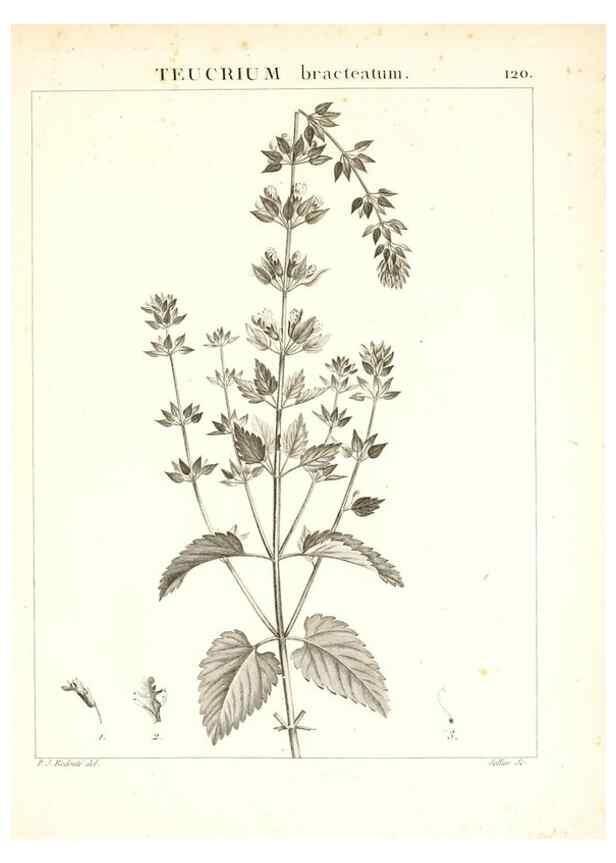 Reproducción/Reproduction 7456033600: Flora Atlantica, sive, Historia plantarum quae in Atlante, agro Tunetano et Algeriensi crescunt /. Parisiis :Apud Blanchon,1800.