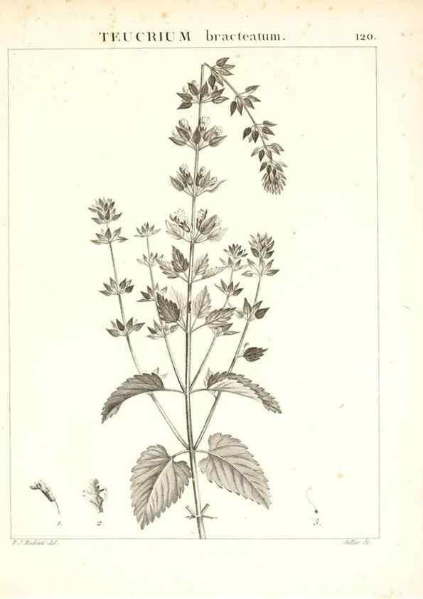 Reproducción/Reproduction 7456033600: Flora Atlantica, sive, Historia plantarum quae in Atlante, agro Tunetano et Algeriensi crescunt /. Parisiis :Apud Blanchon,1800.