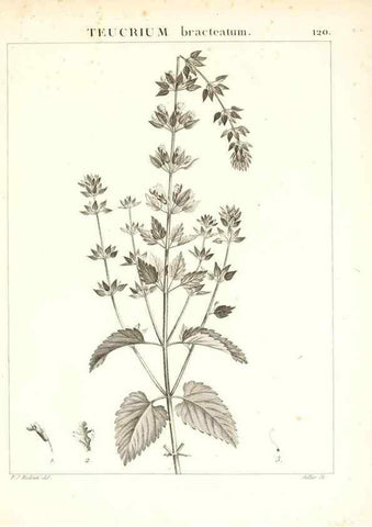 Reproducción/Reproduction 7456033600: Flora Atlantica, sive, Historia plantarum quae in Atlante, agro Tunetano et Algeriensi crescunt /. Parisiis :Apud Blanchon,1800.