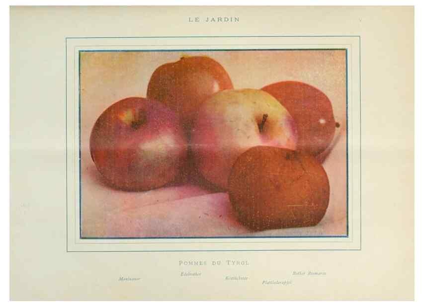 Reproducción/Reproduction 7467872810: Le Jardin.. Paris :Librairie horticole du Jardin,1887-1921.