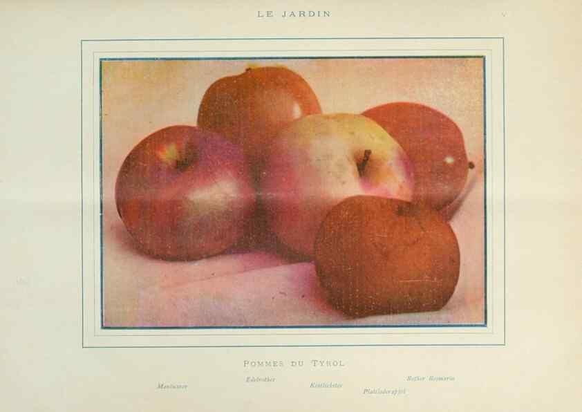 Reproducción/Reproduction 7467872810: Le Jardin.. Paris :Librairie horticole du Jardin,1887-1921.