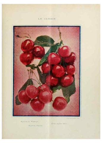 Reproducción/Reproduction 7467873656: Le Jardin.. Paris :Librairie horticole du Jardin,1887-1921.