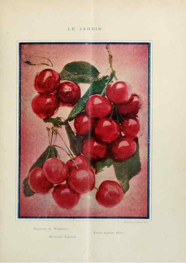 Reproducción/Reproduction 7467873656: Le Jardin.. Paris :Librairie horticole du Jardin,1887-1921.