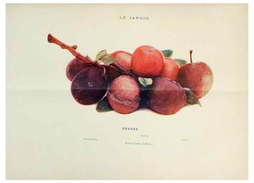 Reproducción/Reproduction 7467875598: Le Jardin.. Paris :Librairie horticole du Jardin,1887-1921.