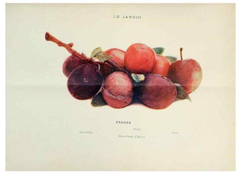 Reproducción/Reproduction 7467875598: Le Jardin.. Paris :Librairie horticole du Jardin,1887-1921.