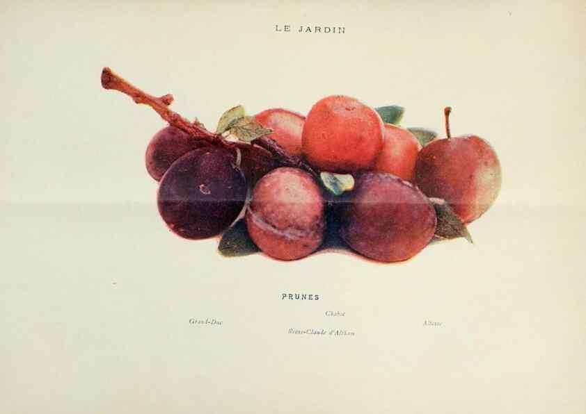 Reproducción/Reproduction 7467875598: Le Jardin.. Paris :Librairie horticole du Jardin,1887-1921.