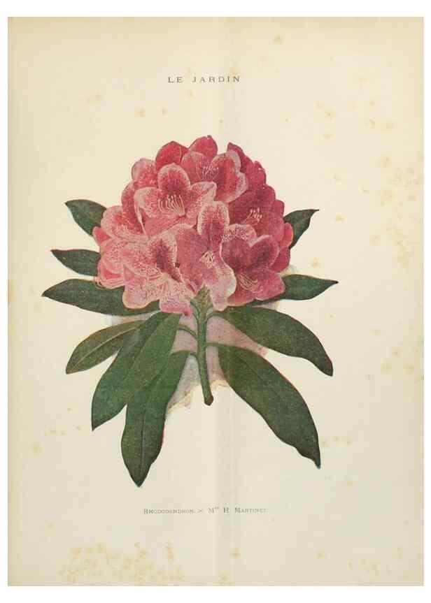 Reproducción/Reproduction 7467877862: Le Jardin.. Paris :Librairie horticole du Jardin,1887-1921.