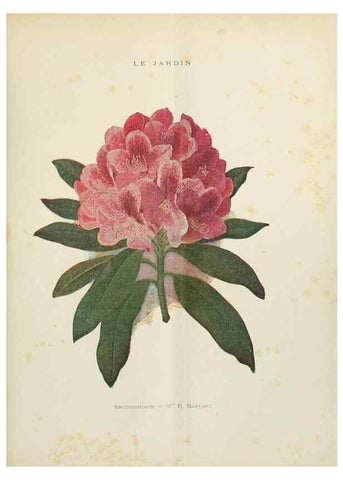 Reproducción/Reproduction 7467877862: Le Jardin.. Paris :Librairie horticole du Jardin,1887-1921.