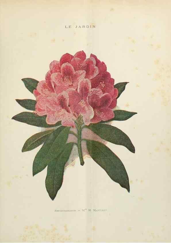 Reproducción/Reproduction 7467877862: Le Jardin.. Paris :Librairie horticole du Jardin,1887-1921.