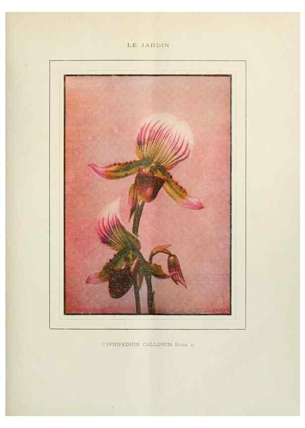 Reproducción/Reproduction 7467871658: Le Jardin.. Paris :Librairie horticole du Jardin,1887-1921.
