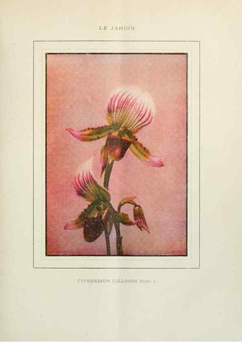 Reproducción/Reproduction 7467871658: Le Jardin.. Paris :Librairie horticole du Jardin,1887-1921.