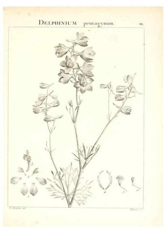 Reproducción/Reproduction 7456026302: Flora Atlantica, sive, Historia plantarum quae in Atlante, agro Tunetano et Algeriensi crescunt /. Parisiis :Apud Blanchon,1800.