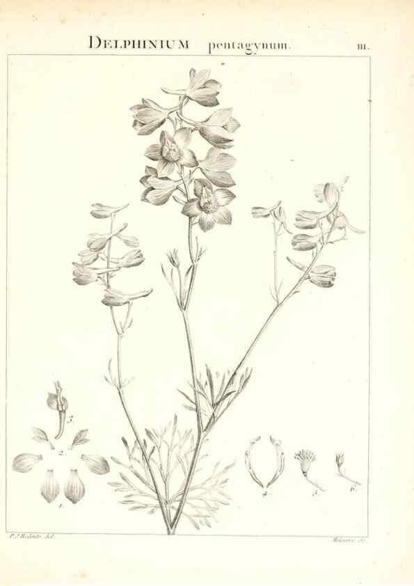 Reproducción/Reproduction 7456026302: Flora Atlantica, sive, Historia plantarum quae in Atlante, agro Tunetano et Algeriensi crescunt /. Parisiis :Apud Blanchon,1800.