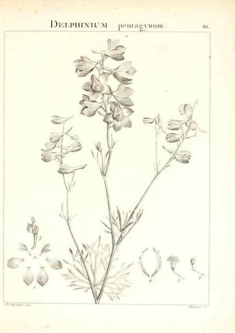 Reproducción/Reproduction 7456026302: Flora Atlantica, sive, Historia plantarum quae in Atlante, agro Tunetano et Algeriensi crescunt /. Parisiis :Apud Blanchon,1800.