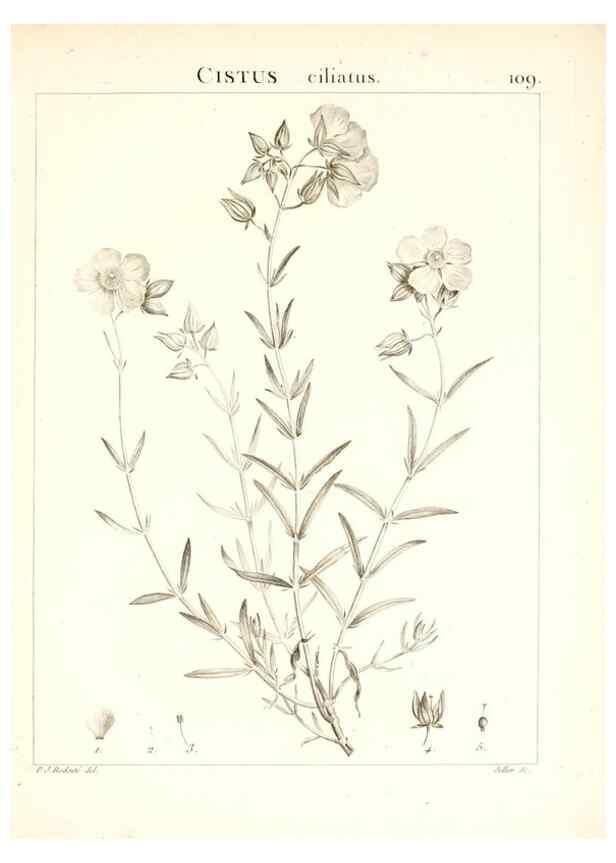 Reproducción/Reproduction 7456024470: Flora Atlantica, sive, Historia plantarum quae in Atlante, agro Tunetano et Algeriensi crescunt /. Parisiis :Apud Blanchon,1800.