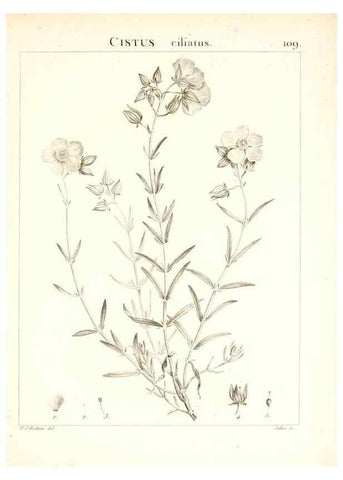 Reproducción/Reproduction 7456024470: Flora Atlantica, sive, Historia plantarum quae in Atlante, agro Tunetano et Algeriensi crescunt /. Parisiis :Apud Blanchon,1800.