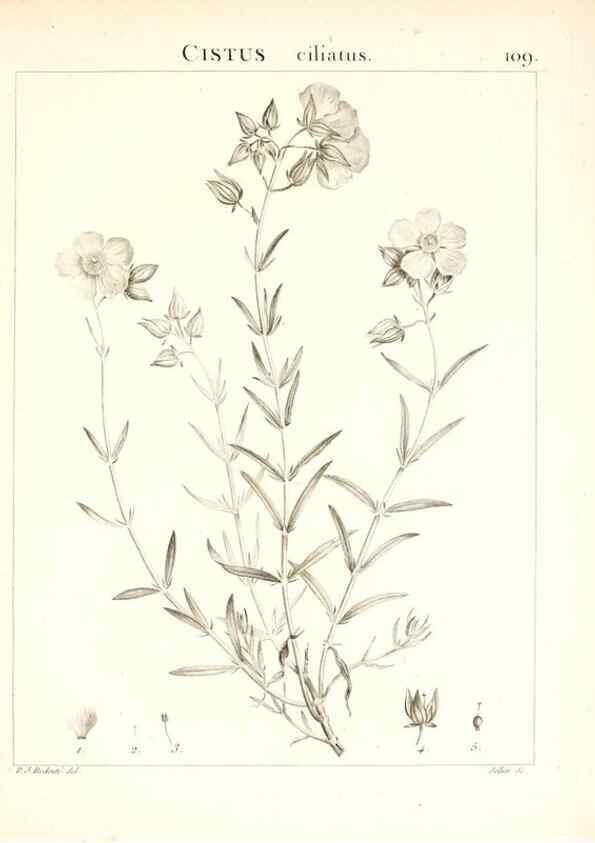 Reproducción/Reproduction 7456024470: Flora Atlantica, sive, Historia plantarum quae in Atlante, agro Tunetano et Algeriensi crescunt /. Parisiis :Apud Blanchon,1800.