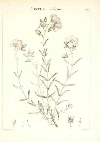 Reproducción/Reproduction 7456024470: Flora Atlantica, sive, Historia plantarum quae in Atlante, agro Tunetano et Algeriensi crescunt /. Parisiis :Apud Blanchon,1800.