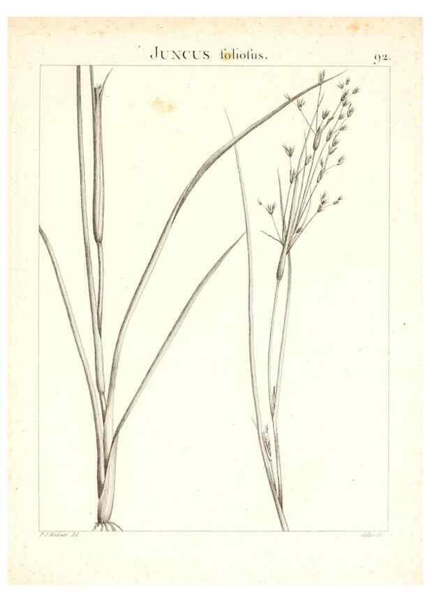 Reproducción/Reproduction 7456008556: Flora Atlantica, sive, Historia plantarum quae in Atlante, agro Tunetano et Algeriensi crescunt /. Parisiis :Apud Blanchon,1800.