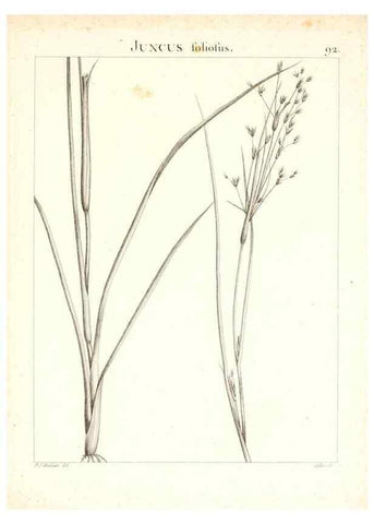 Reproducción/Reproduction 7456008556: Flora Atlantica, sive, Historia plantarum quae in Atlante, agro Tunetano et Algeriensi crescunt /. Parisiis :Apud Blanchon,1800.