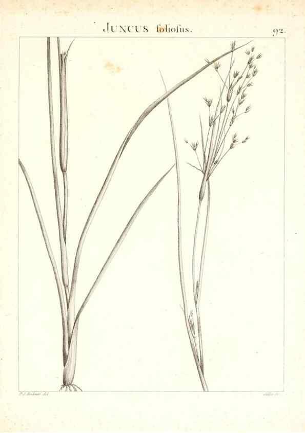 Reproducción/Reproduction 7456008556: Flora Atlantica, sive, Historia plantarum quae in Atlante, agro Tunetano et Algeriensi crescunt /. Parisiis :Apud Blanchon,1800.