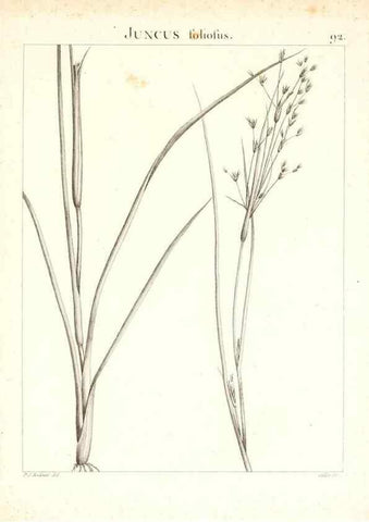 Reproducción/Reproduction 7456008556: Flora Atlantica, sive, Historia plantarum quae in Atlante, agro Tunetano et Algeriensi crescunt /. Parisiis :Apud Blanchon,1800.
