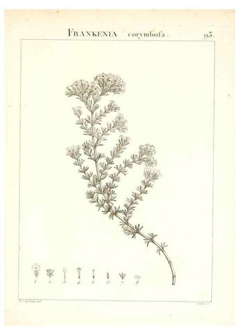 Reproducción/Reproduction 7456009590: Flora Atlantica, sive, Historia plantarum quae in Atlante, agro Tunetano et Algeriensi crescunt /. Parisiis :Apud Blanchon,1800.