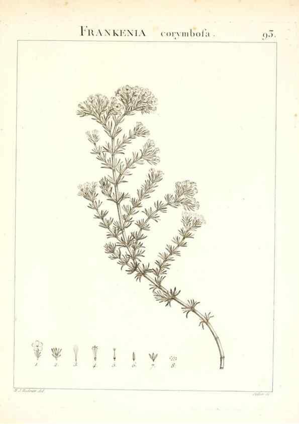 Reproducción/Reproduction 7456009590: Flora Atlantica, sive, Historia plantarum quae in Atlante, agro Tunetano et Algeriensi crescunt /. Parisiis :Apud Blanchon,1800.